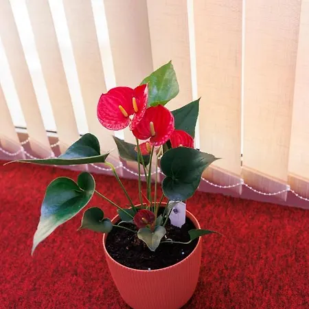 Appartement I Sobe Castra Banja Luka